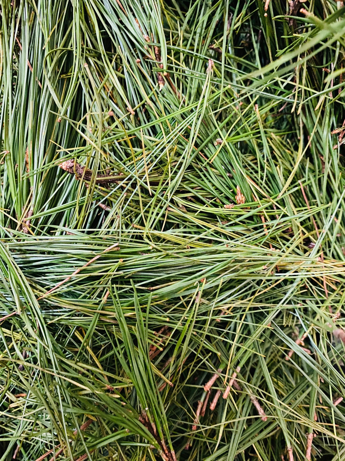 Pine Strength
