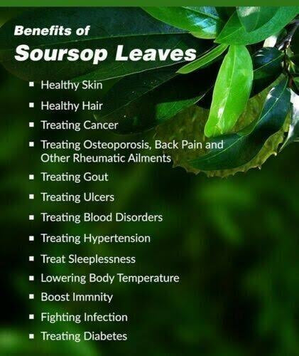 Soursop Leaves