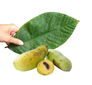 PawPaw Leaves