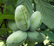 Load image into Gallery viewer, PawPaw Leaves