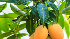 Mango Leaves