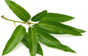 Mango Leaves